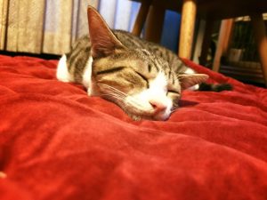 新美家の末っ子カロチンちゃん2