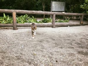 佐島マリーナの猫とプリン1