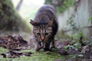 写真家あおいとり_歩く猫たち1