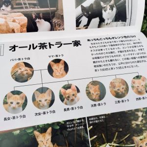 『ワル子猫カレンダーmook2018年版』全貌を公開！3