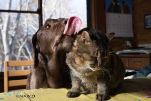 写真家MARCO_ブラウンコンビ4コマ劇場3