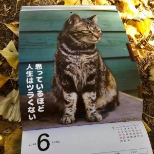 ワル猫カレンダーmook2018年版の全貌を公開4