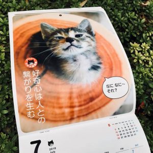 猫島の子猫を特集した『島のワル子猫たちの日常』4