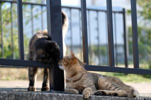 写真家あおいとり_浜の猫の昼下がり5