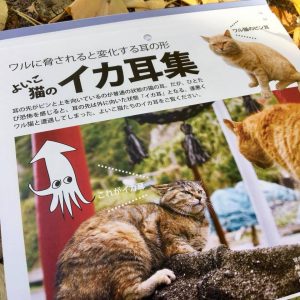 ワル猫カレンダーmook2018年版の全貌を公開7