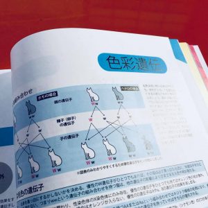 『ねこ検定公式ガイドBOOK』紹介8