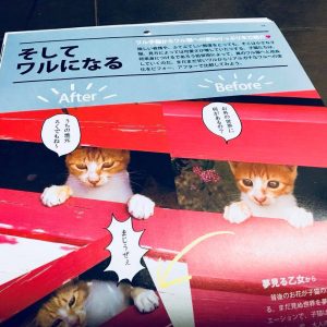 『ワル子猫カレンダーmook2018年版』全貌を公開！8