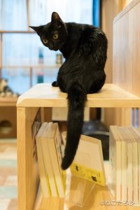 保護猫写真家ねこたろう_びっくりお目々のクロネコ5