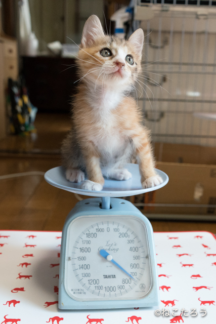 ねこたろう_仔猫の体重測定8