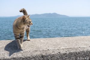 写真家あおいとり_海と猫1