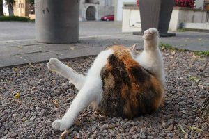 写真家 新美敬子_朝のおめかし。