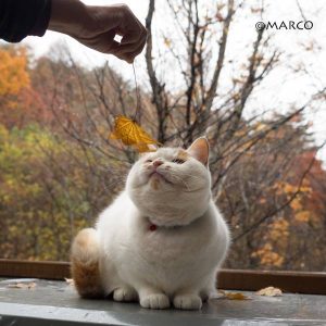 落ち葉が好きなのです1