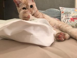 ♯ほんとか？朝からたっぷり駆けずり回ってたやろが！
