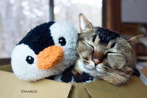三浦こんぶの前髪はいつもツヤツヤです。