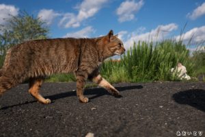 写真家あおいとり_どこまでものどか3