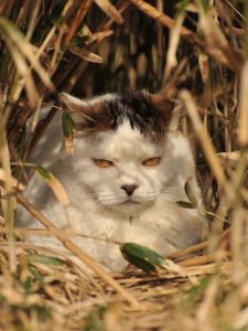 ボス猫JAPAN_巣籠もりBOSS