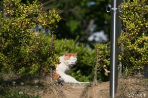 写真家あおいとり_どこまでものどか6