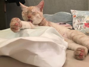 ♯猫族の鏡？？？