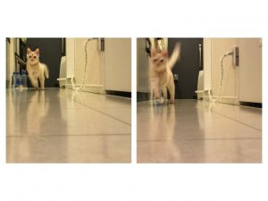 リクジロウ全力で走る