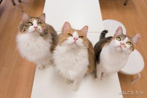 テーブルの上など狭いとこに誘導すると集合写真になりますね。1