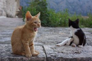 子猫同士の朝の取っ組み合いが終わって