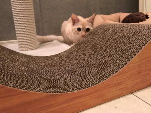 りっくんへのクリスマスプレゼント…2日遅れで届く〜