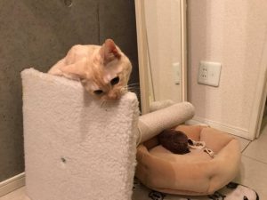 気に入ってるかもよ♪