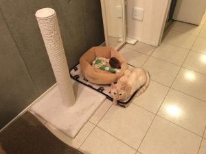 さて、ここにネコはいるでしょうか？