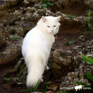 Master of the forest.