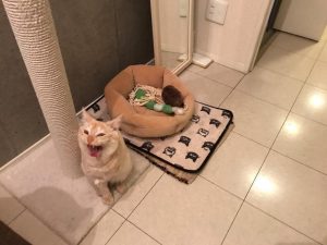 さむーーーい！！！！と叫んでおります！
