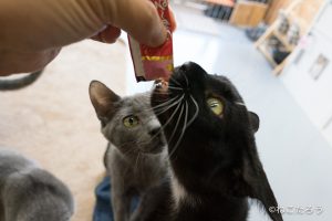 そこへやってきた湊（みなと）くん。順番待ちです。