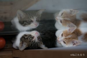 「モンブラン」も一緒です。