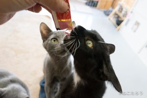 まだ？ねえまだ？