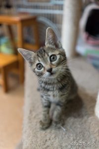 にゃんだん邸のミオちゃん、2ヶ月くらい。3