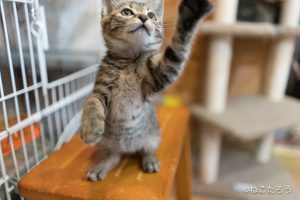 獲物を捕る練習だからね、しっかり狙わないとね。