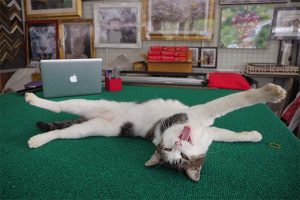 額縁屋さんの作業台。広くて、きれいで、滑り落ちない。ここに乗ると、自由を謳歌できる〜　＠サムイ島（タイ）