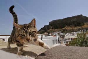 「かわいい猫ちゃんね」って言ってくれるので…＠ロドス島（ギリシャ）