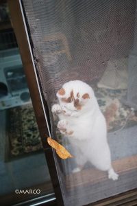 落としてしまいました。