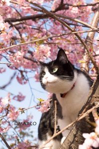 元外猫の静岡（←白黒猫の名前）は木登りが得意です。