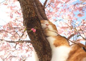 関東地方はお花見日和になりそうです(=^・^=)