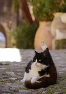 わたしはお城への出入りが許された高貴な猫。…@カーニュ・シュル・メール（フランス）