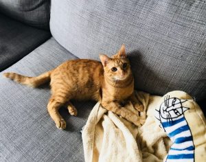 こたろうは人間が大好き！