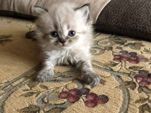 子猫シーズンついに到来