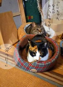 ふたりに何があったのか？ 私は知りません=^_^=