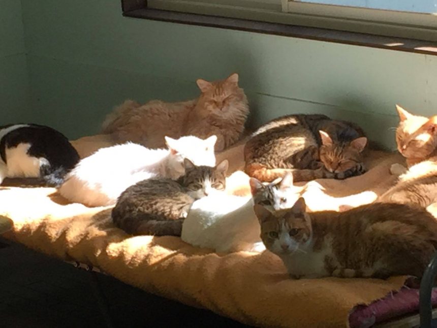 カーペットの上にいた猫たちも、暖かい窓辺でお昼寝中