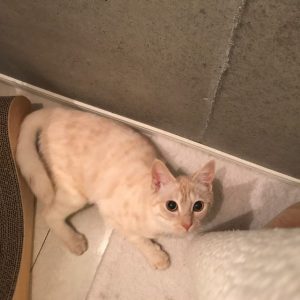 しっぽがボワン！いくぜーーーー！‬