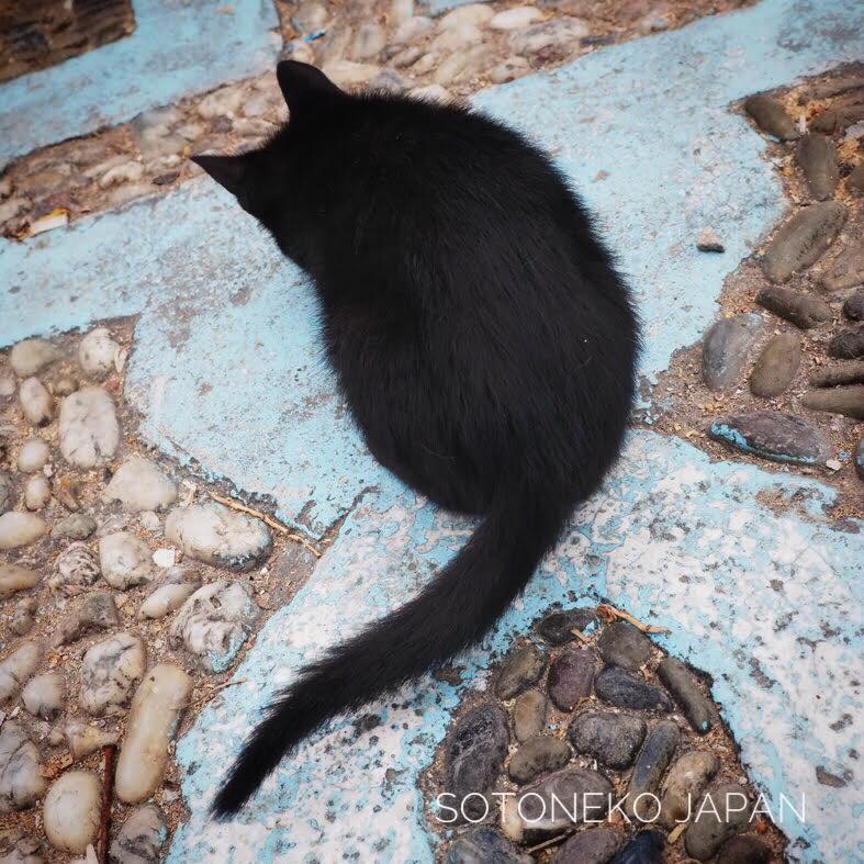 Black cat4