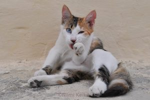 顔のマッサージを念入りにすると、…＠ヴァレッタ（マルタ）