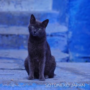 Black cat.3