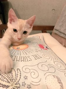 どちらかといえばクールめな顔だったんだけど